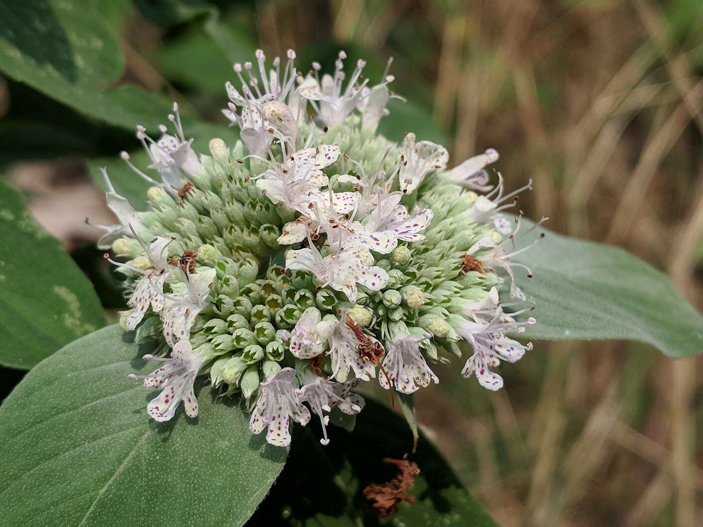 Pycnanthemum incanum var. incanum resmi