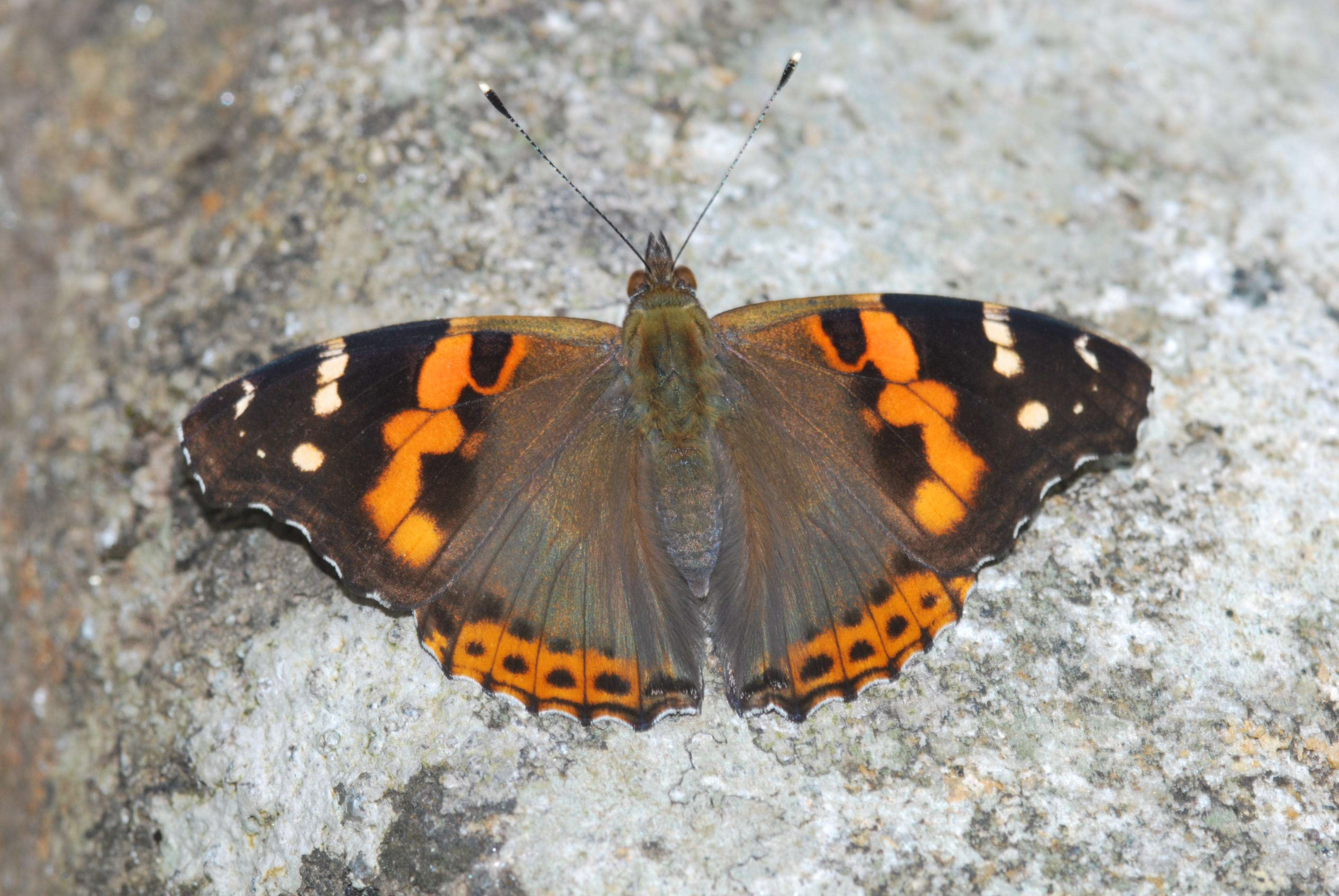 Image of Asian Admiral