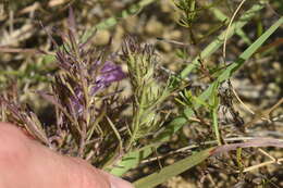 Imagem de Agalinis densiflora Blake