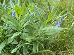 Image of Franciscan Bluebells