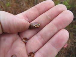 Image of Pineland Yellow-Eyed-Grass