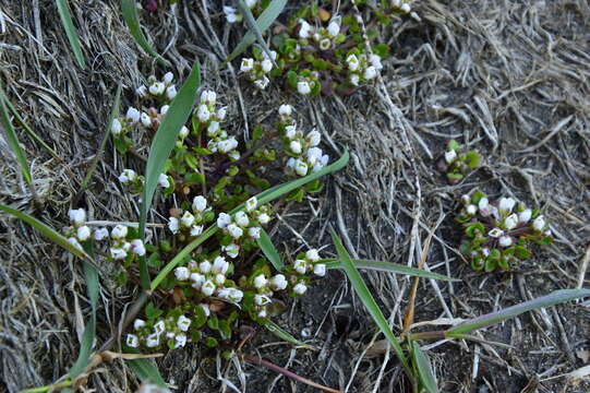 Image of early scurvygrass