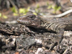 Image de Ctenosaura bakeri Stejneger 1901