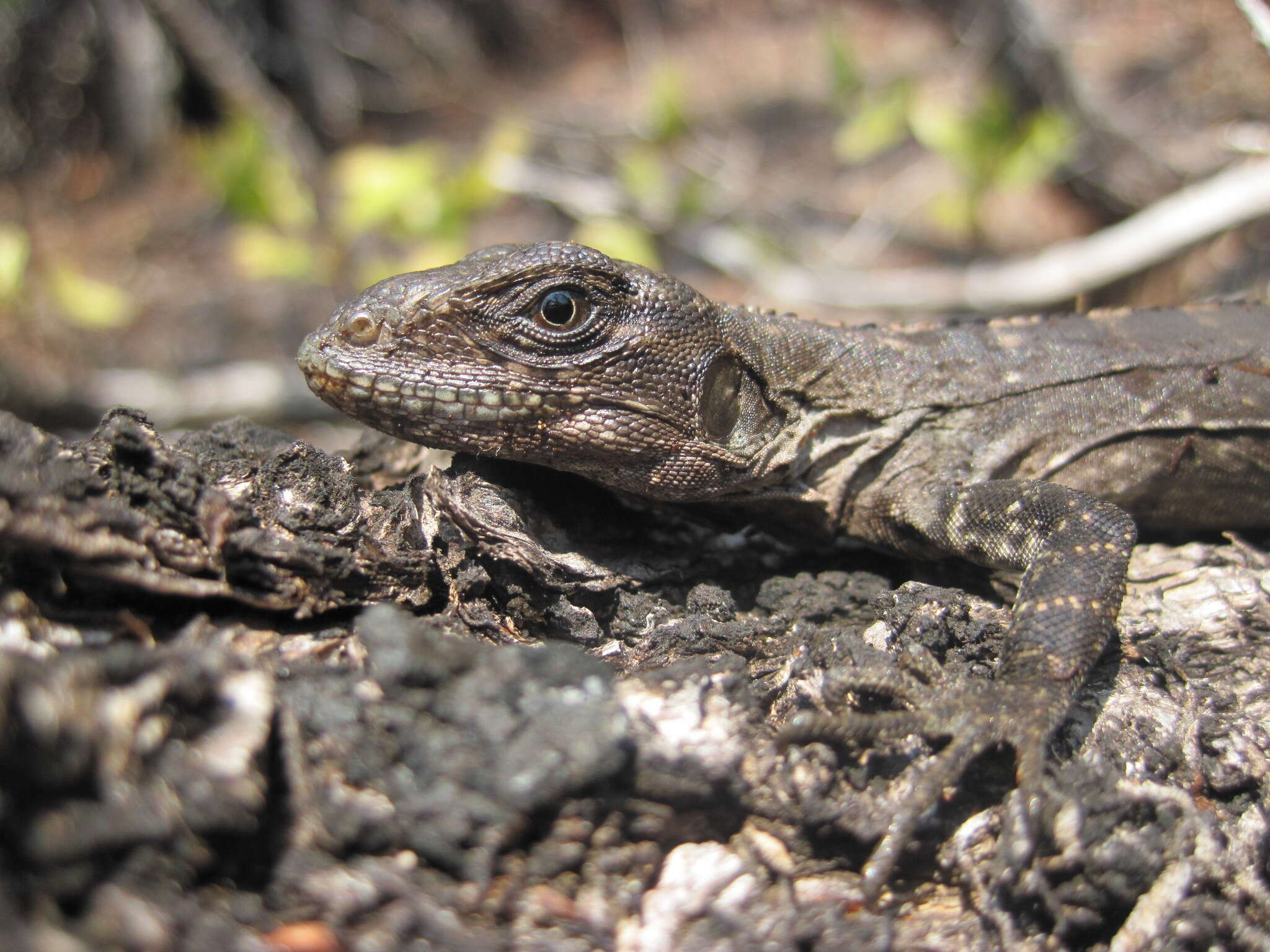 Image of Baker's Spinytail Iguana