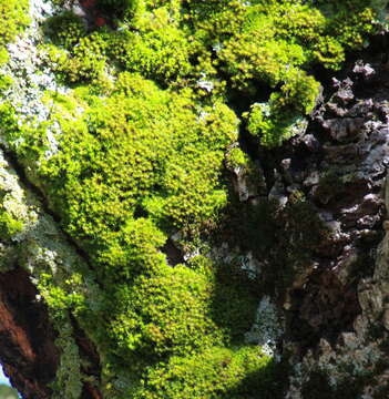 Image of small hairy screw-moss