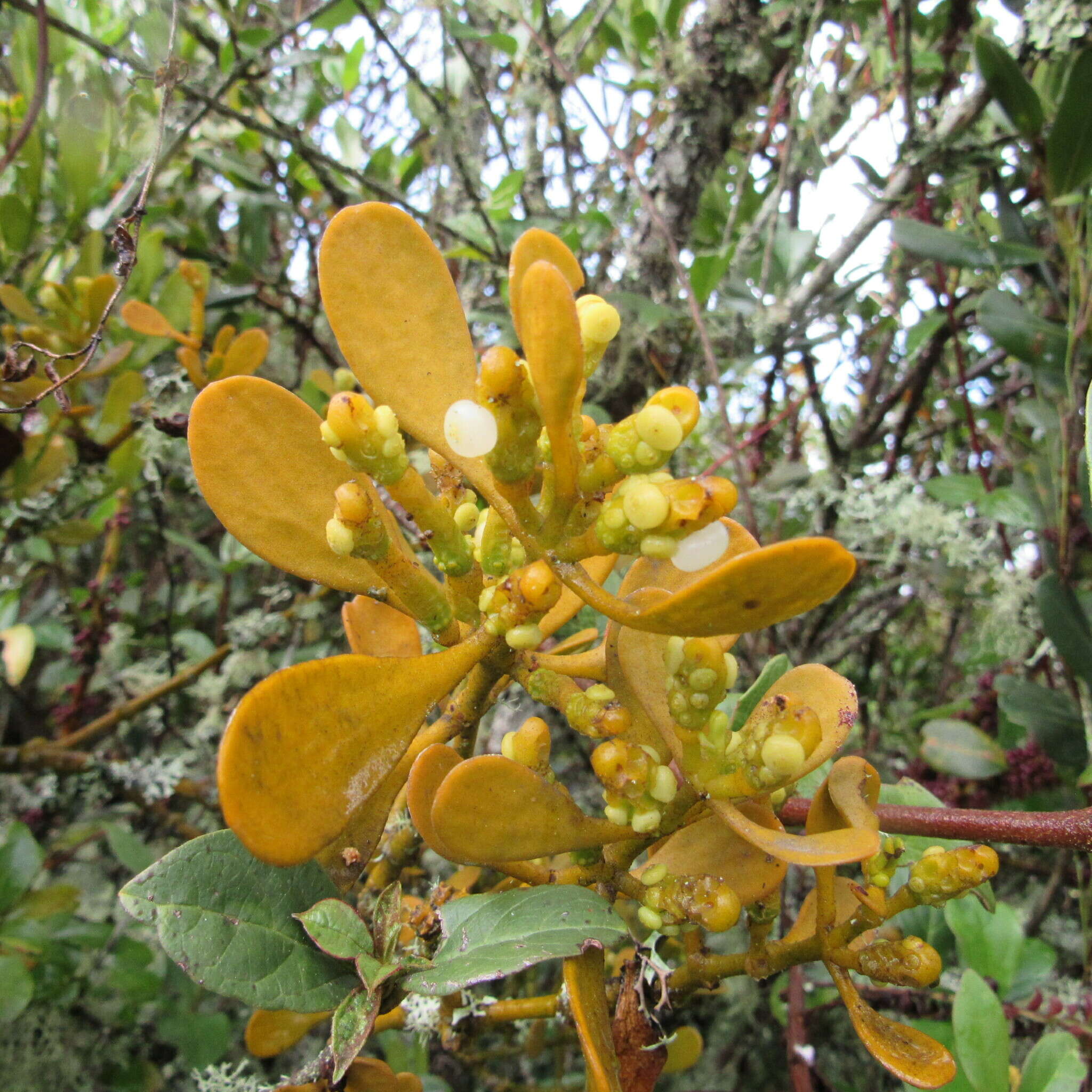 Plancia ëd Dendrophthora clavata (Benth.) Urban