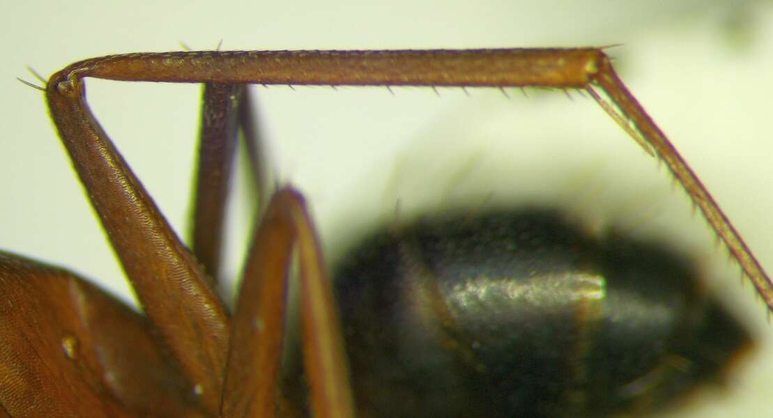 صورة Camponotus sanctus Forel 1904