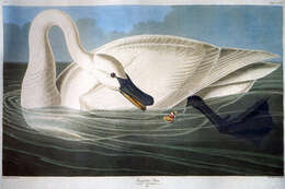 Image of Trumpeter Swan