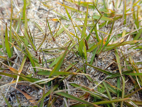 Image of Zoysia pauciflora Mez