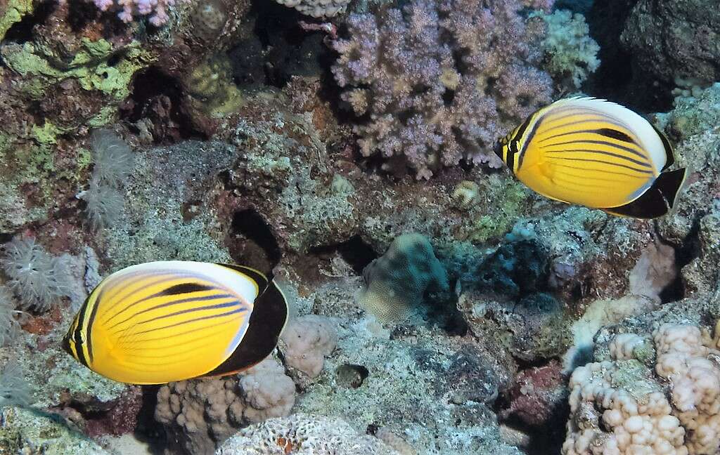 Image of Blacktail Butterflyfish