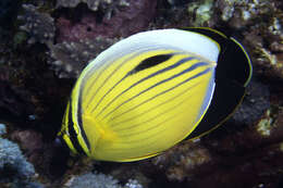 Image of Blacktail Butterflyfish