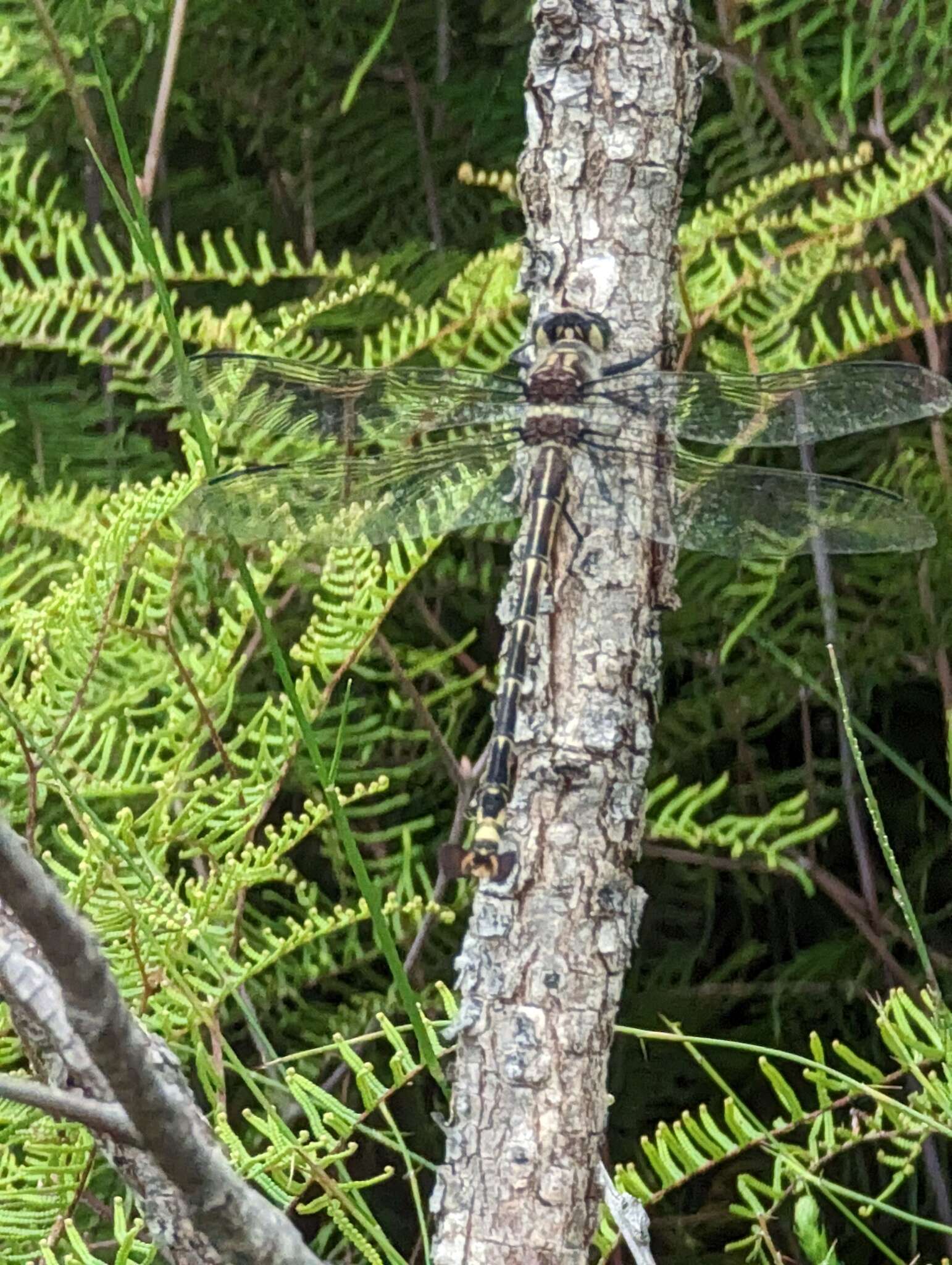 Image of Coastal Petaltail