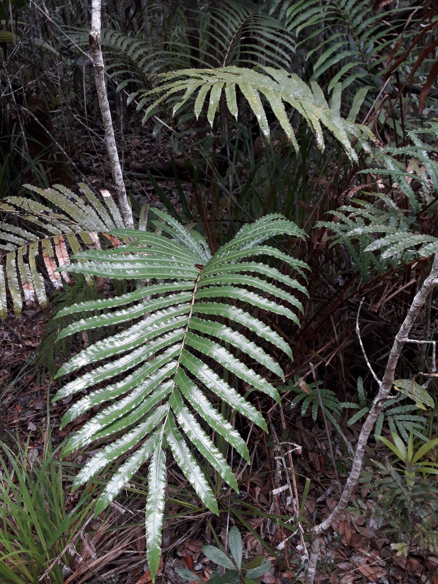 Слика од Parablechnum subcordatum (E. Fourn.) Gasper & Salino