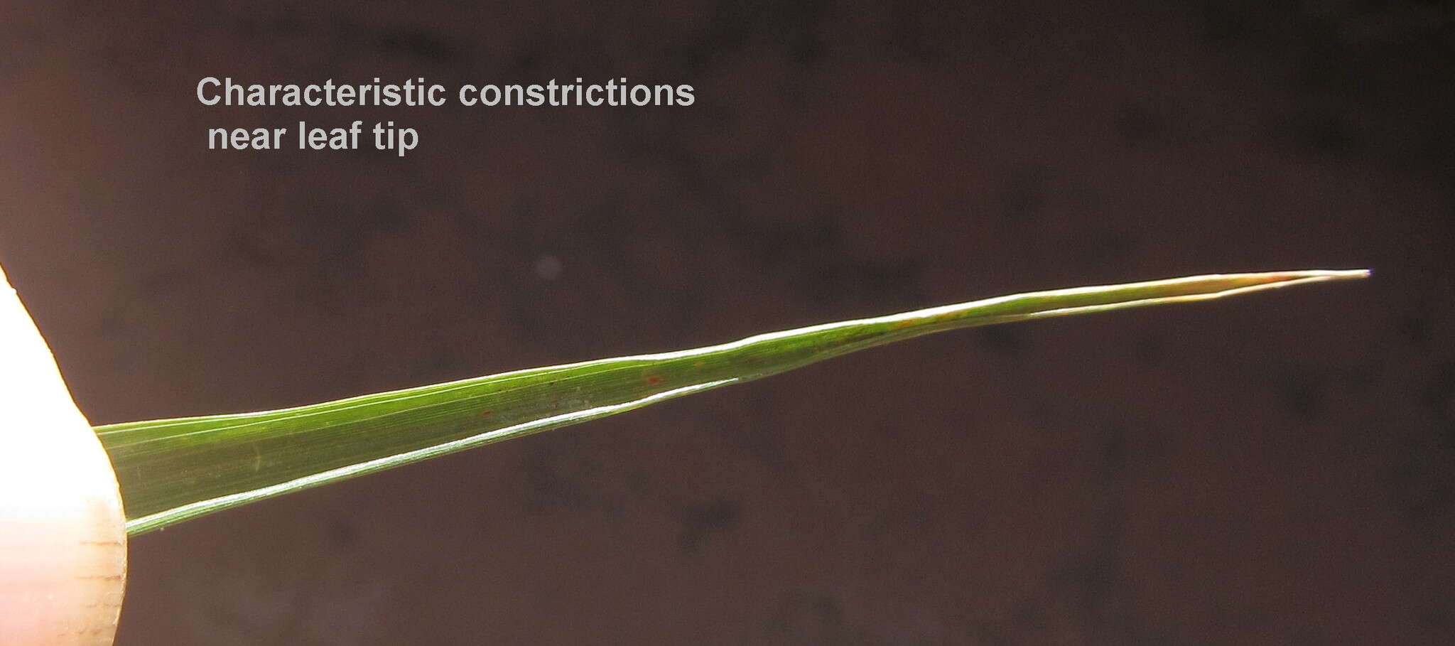 Plancia ëd Eragrostis capensis (Thunb.) Trin.