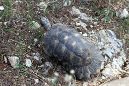 Image of Marginated Tortoise