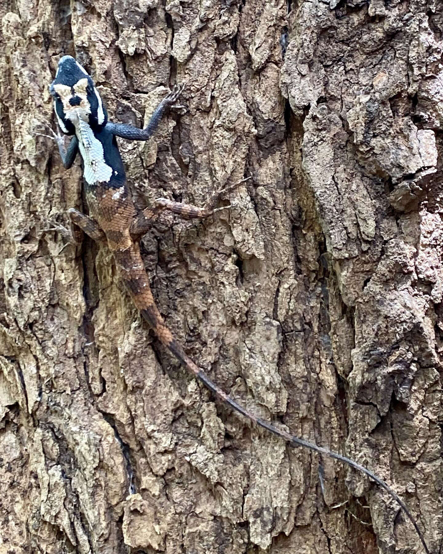 Image of Sri Lankan bloodsucker