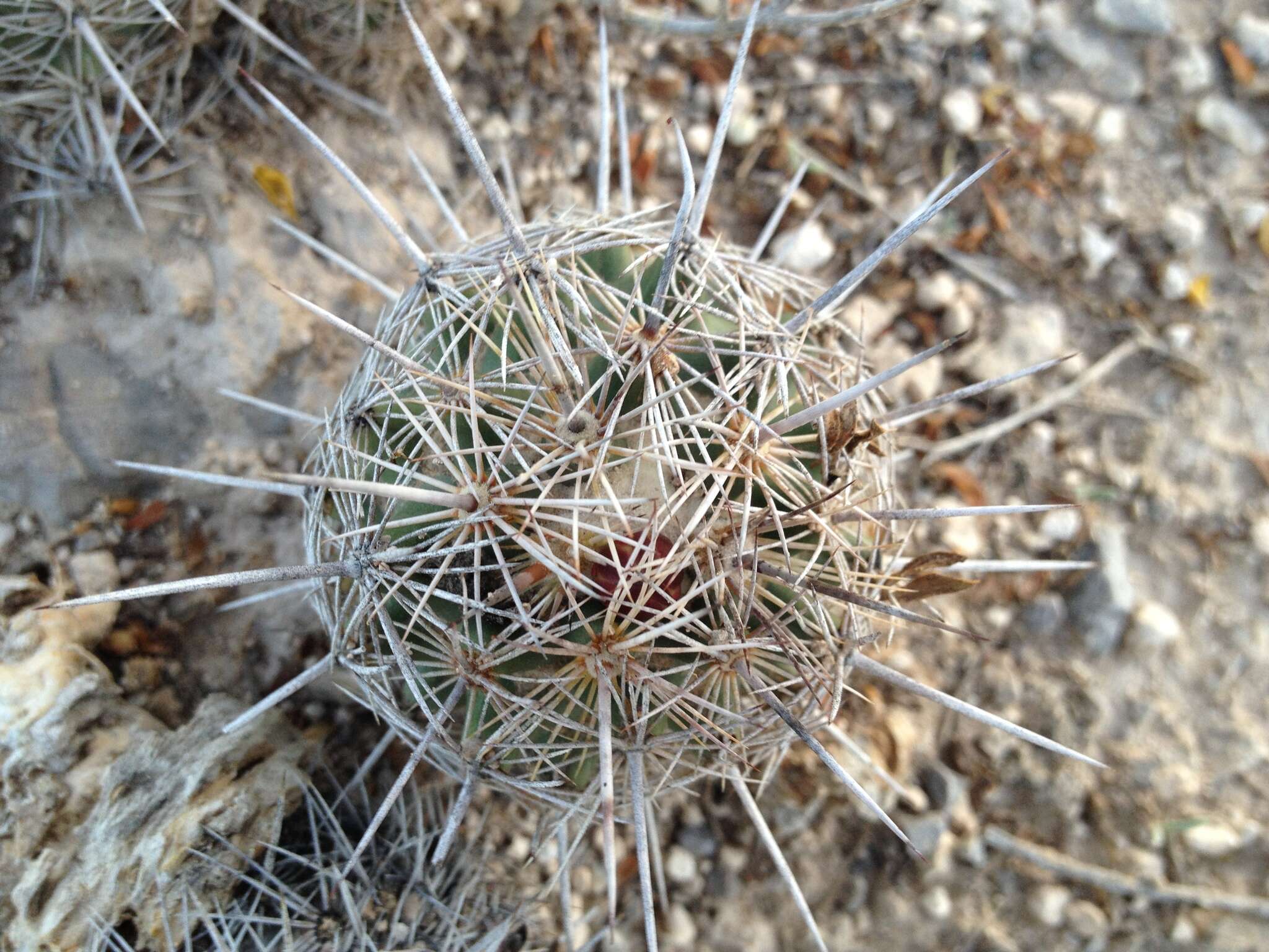 Image of Coryphantha pseudoechinus subsp. pseudoechinus