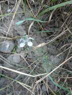 Image of black bread weed