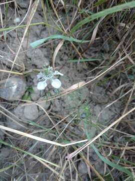 Image of black bread weed