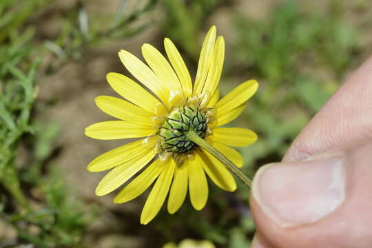 Ursinia cakilefolia DC. resmi