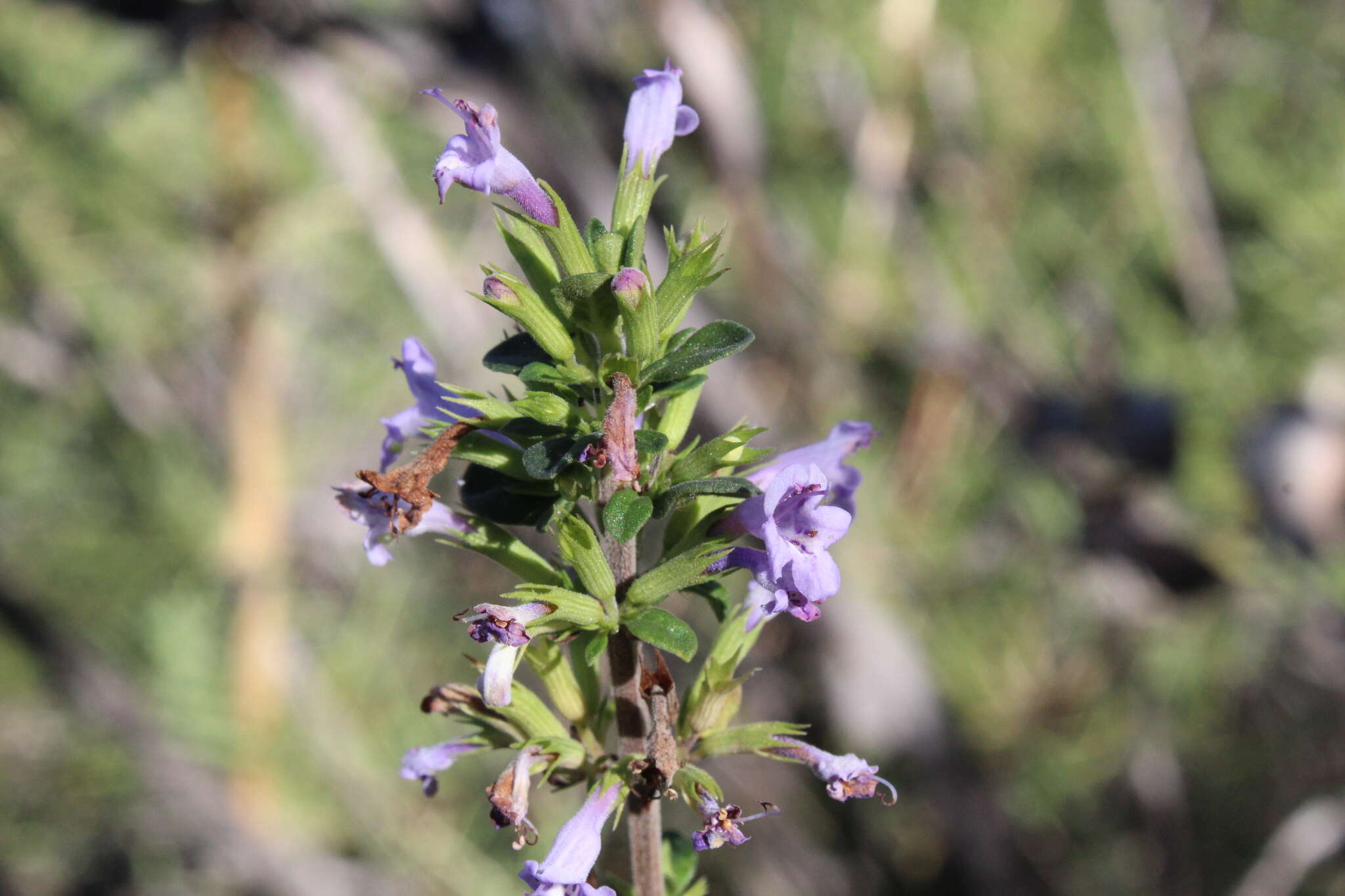 Plancia ëd Clinopodium chilense (Benth.) Govaerts