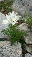 Image de Pulsatilla alpina subsp. cyrnea Gamisans