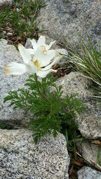 Image of Pulsatilla alpina subsp. cyrnea Gamisans