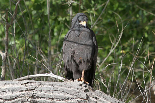 Image of Common Black Hawk