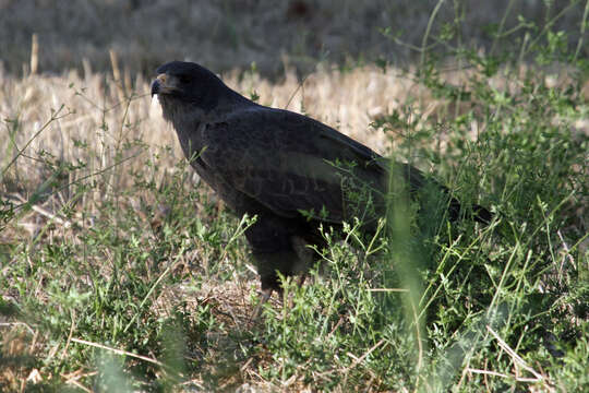 Image of Common Black Hawk