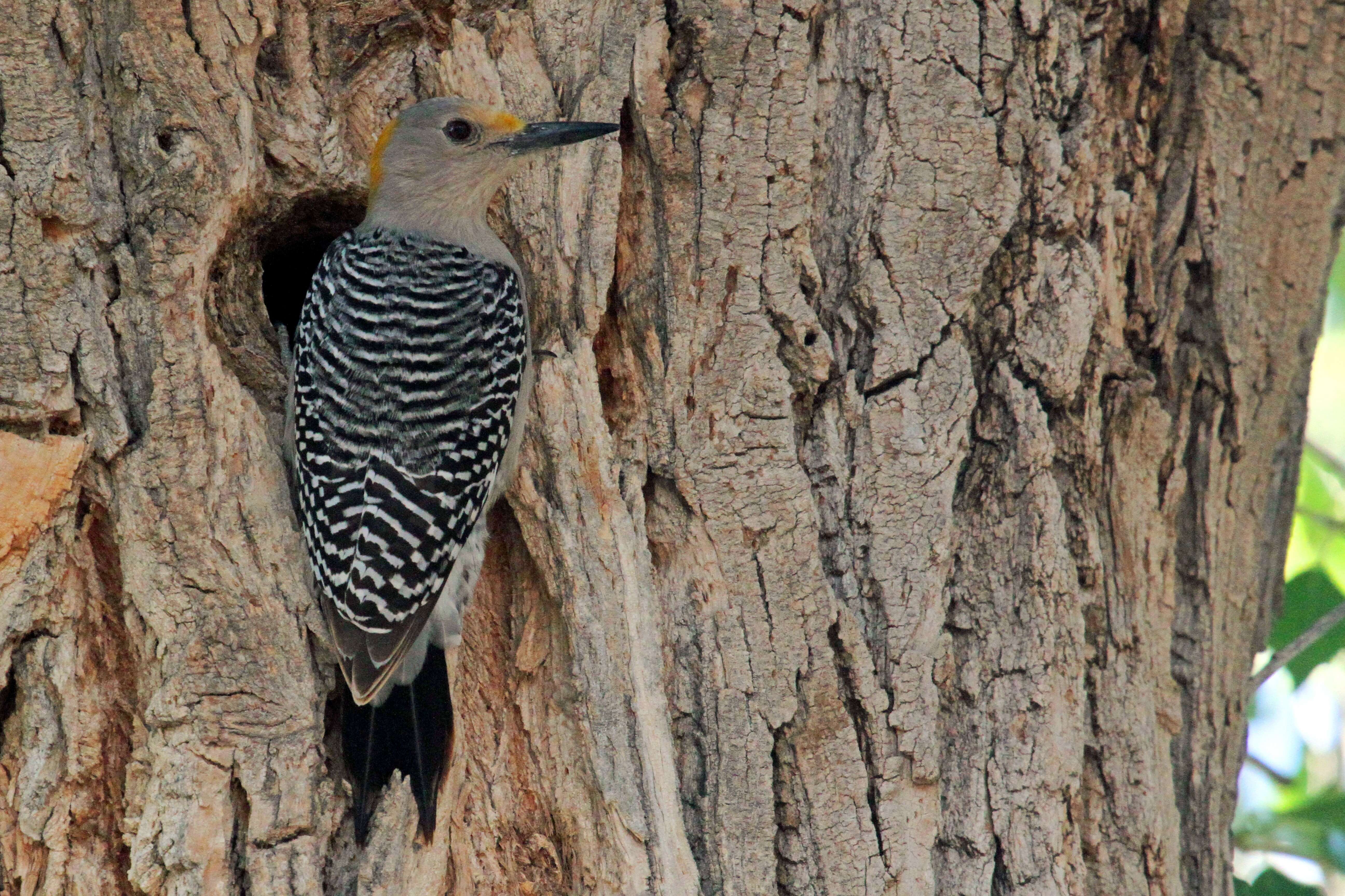 Image of Golden-fronted Woodpecker