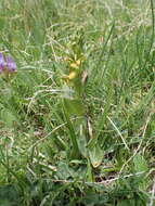 Image of Dactylorhiza viridis var. viridis