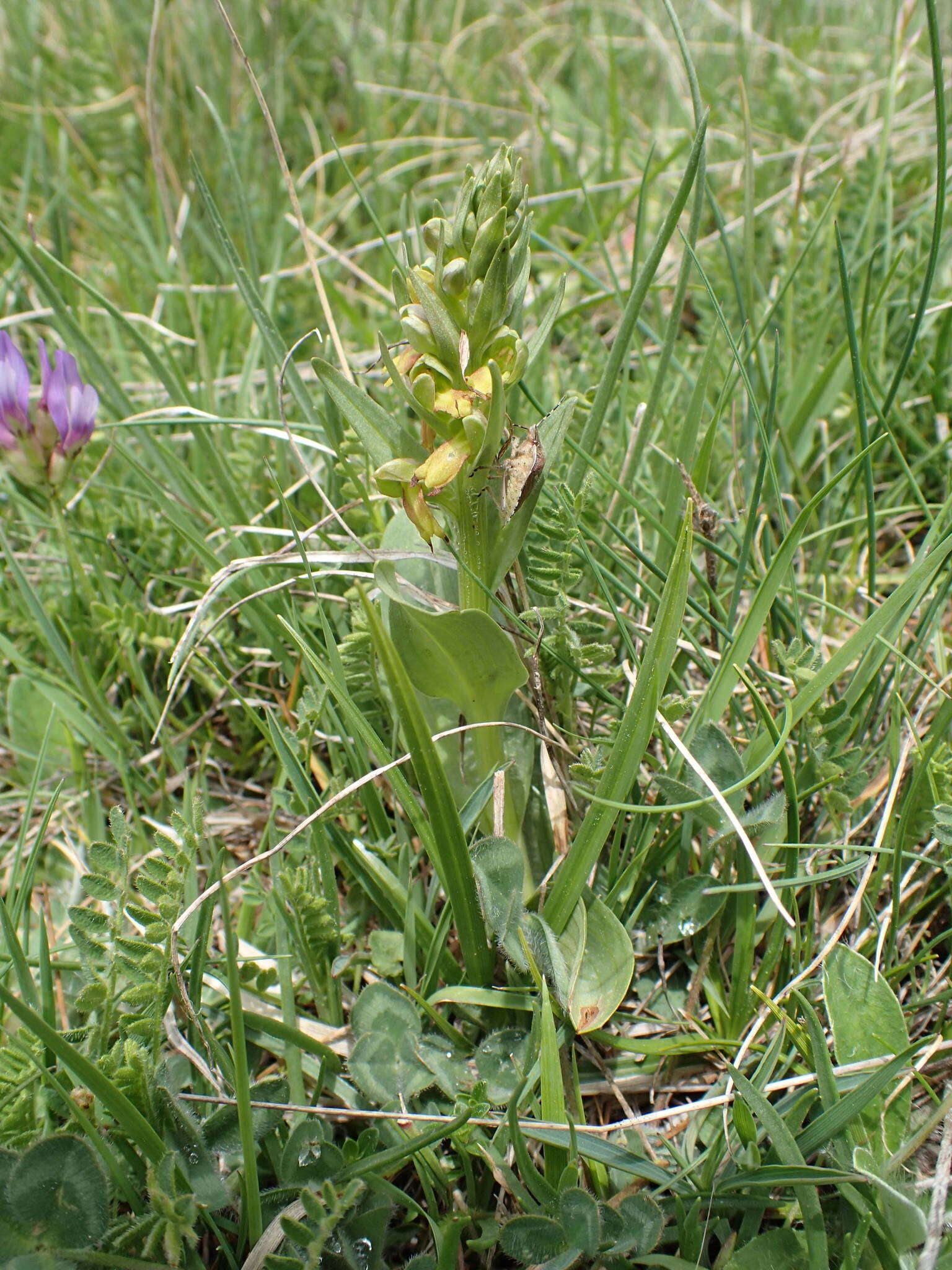 Plancia ëd Dactylorhiza viridis var. viridis