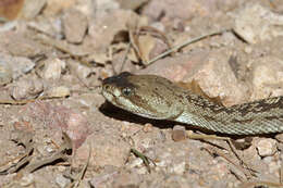 Image of Blacktail Rattlesnake