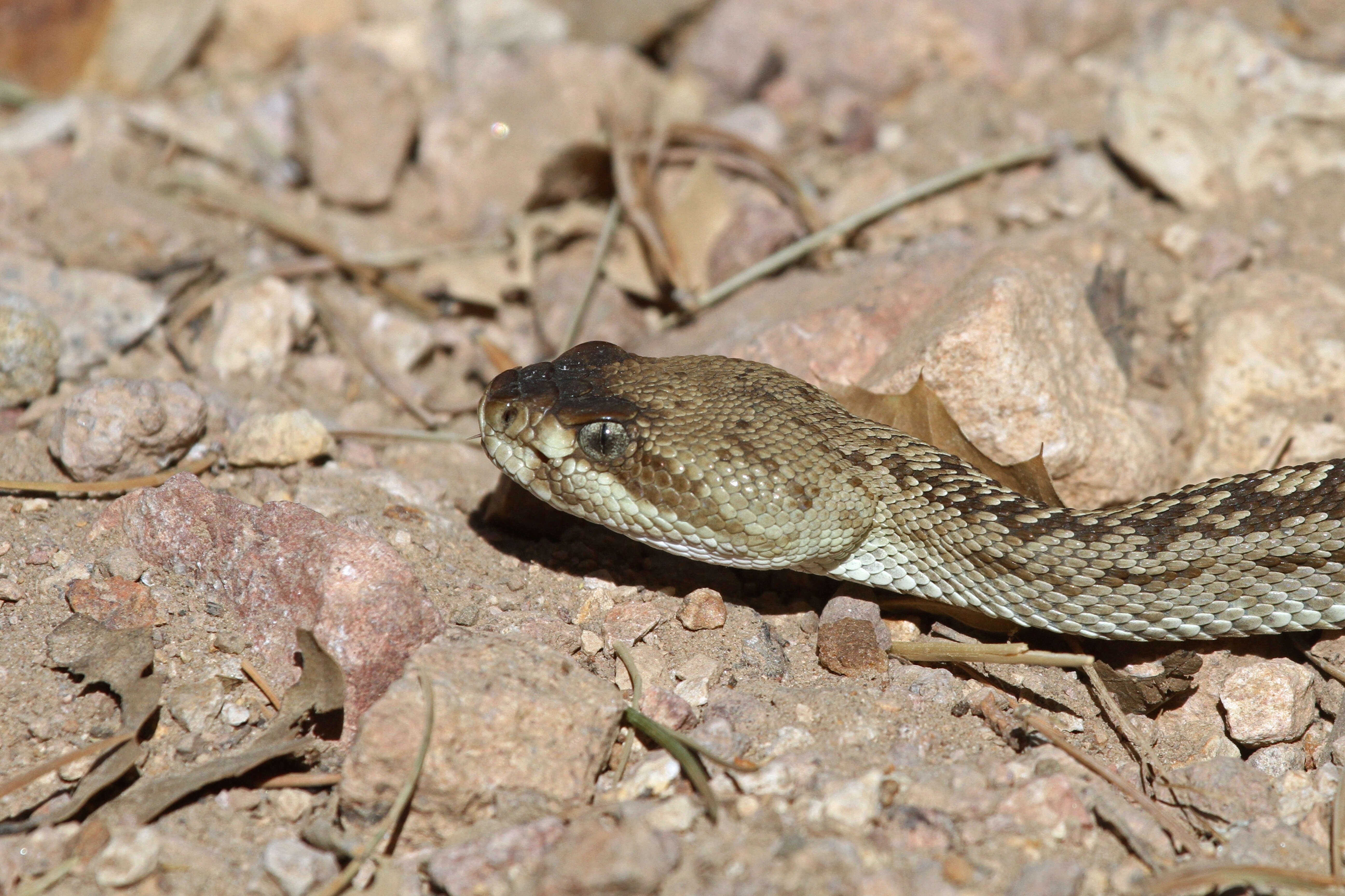 Image of Blacktail Rattlesnake