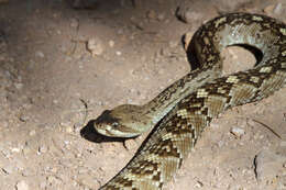 Image of Blacktail Rattlesnake