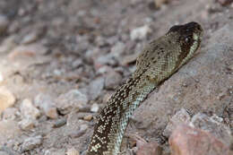 Image of Blacktail Rattlesnake