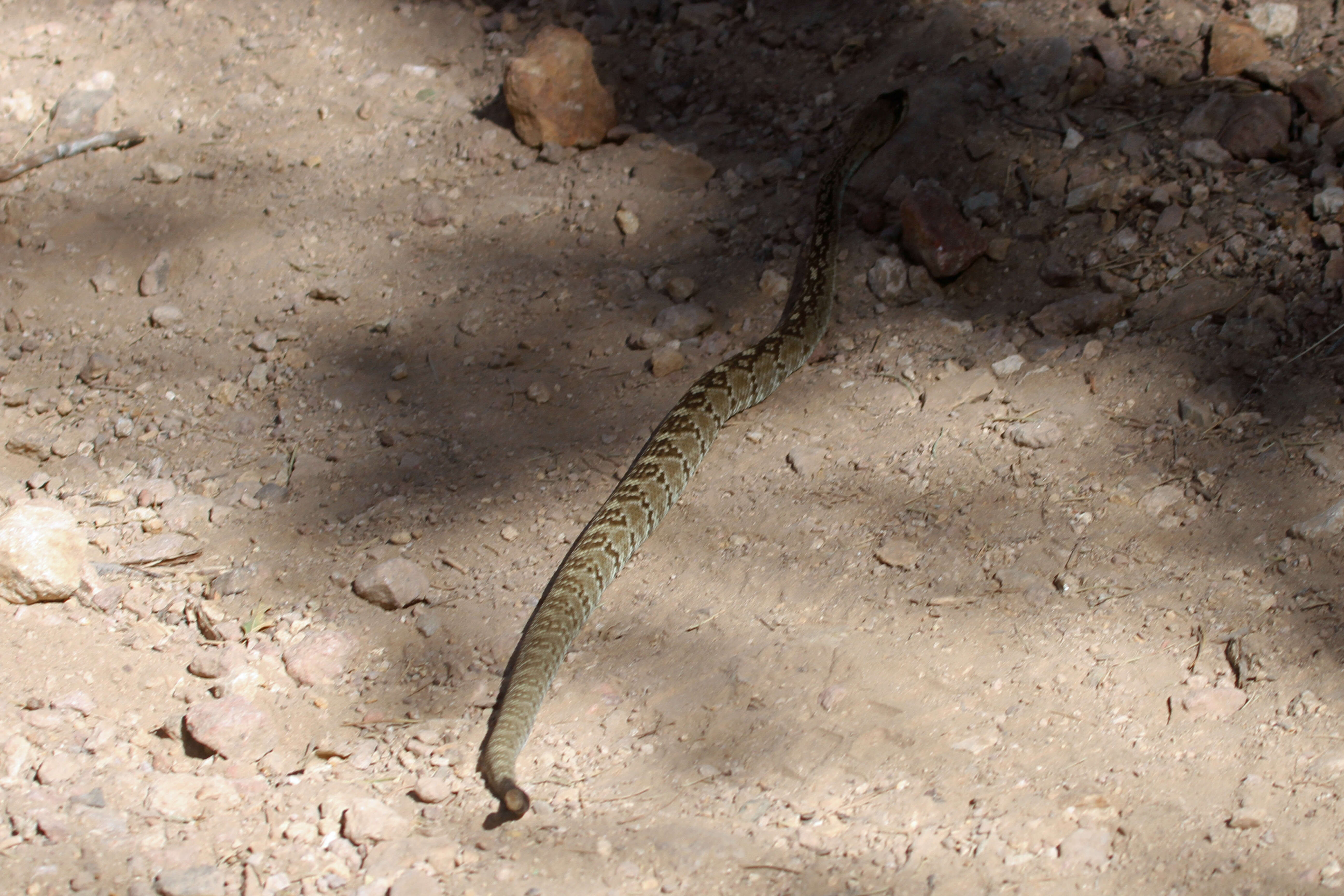 Image of Blacktail Rattlesnake