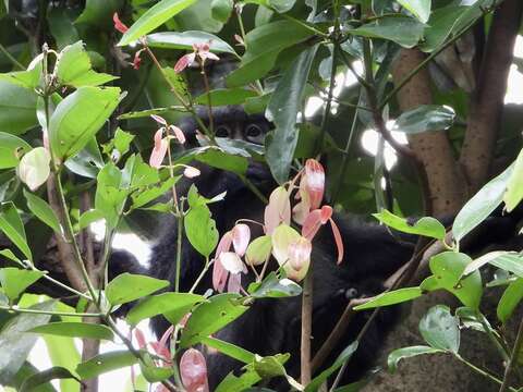 Image of Banded Langur