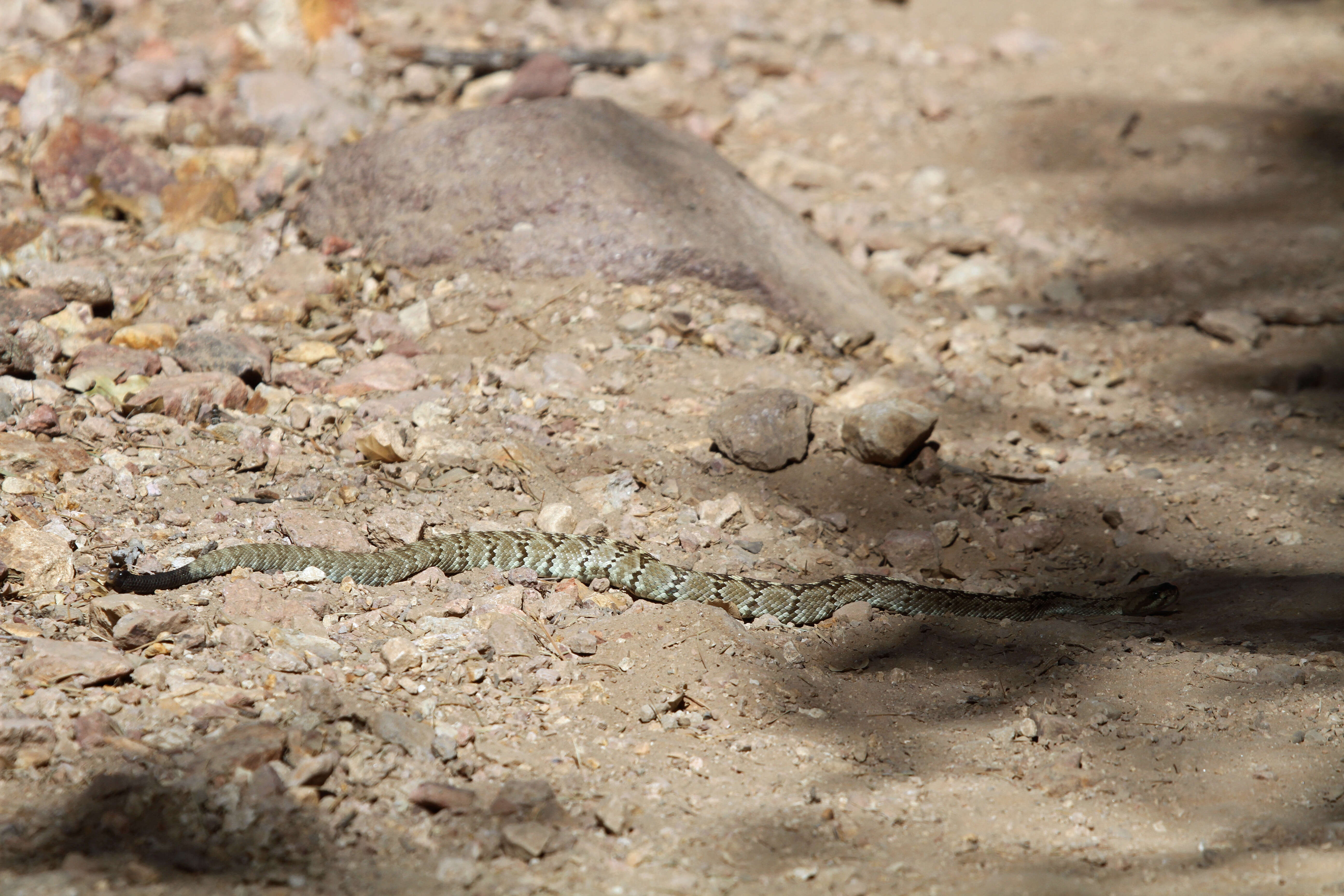 Image of Blacktail Rattlesnake