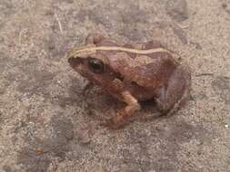 Arthroleptis stenodactylus Pfeffer 1893的圖片