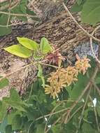 Image of Berrya cordifolia (Willd.) Burret