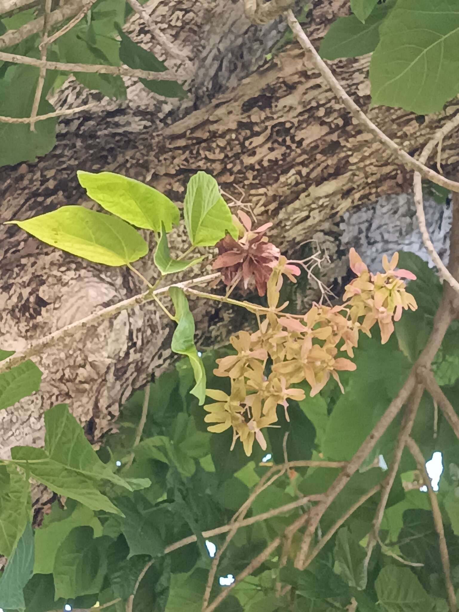 Image of Berrya cordifolia (Willd.) Burret