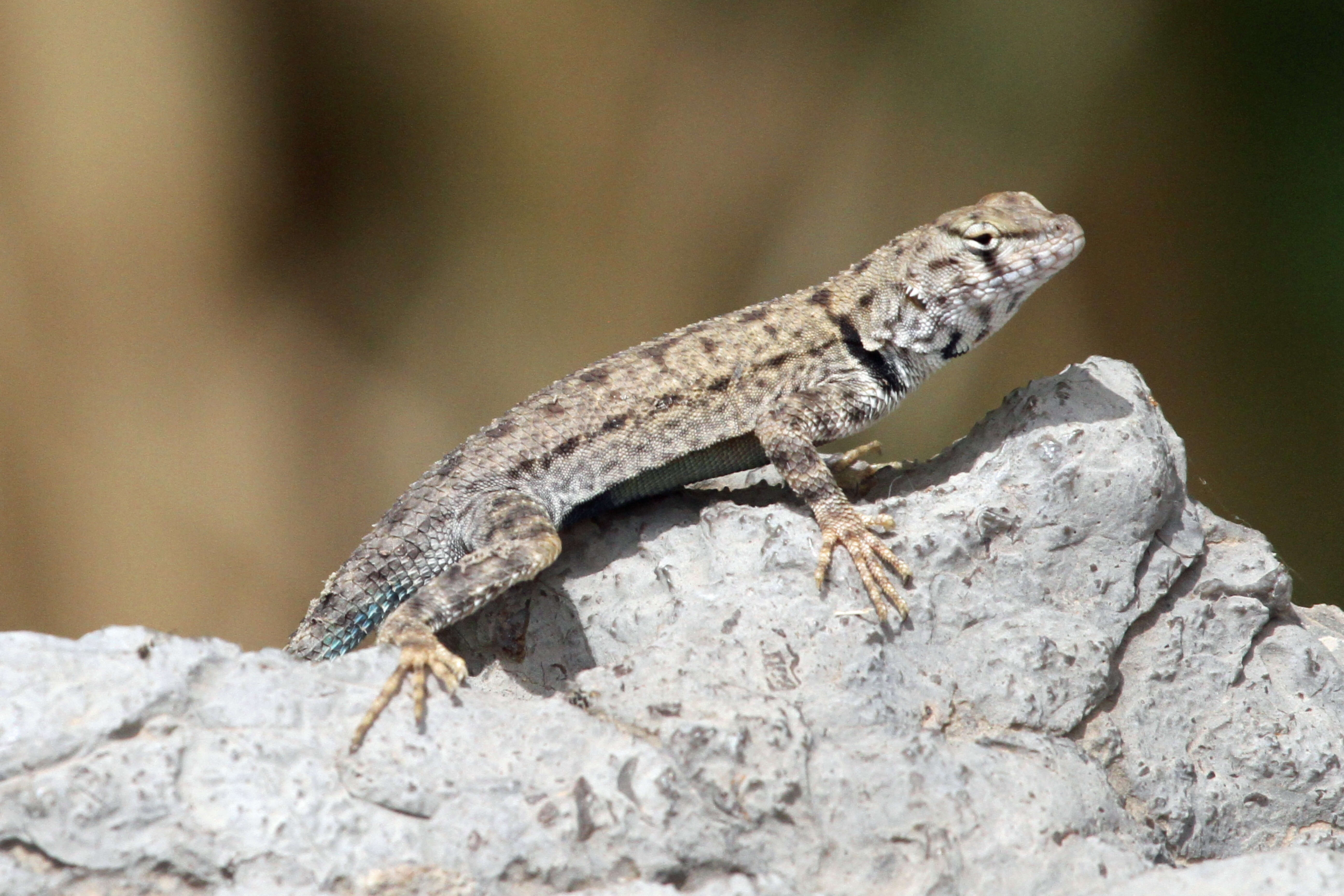 Image of Sceloporus merriami annulatus Smith 1937