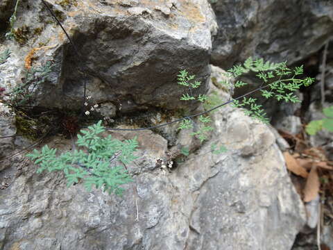 Image of southwestern false cloak fern