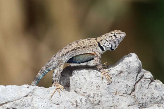 Image of Sceloporus merriami annulatus Smith 1937