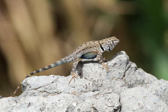 Image of Sceloporus merriami annulatus Smith 1937