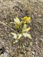 Image de Chloraea lamellata Lindl.