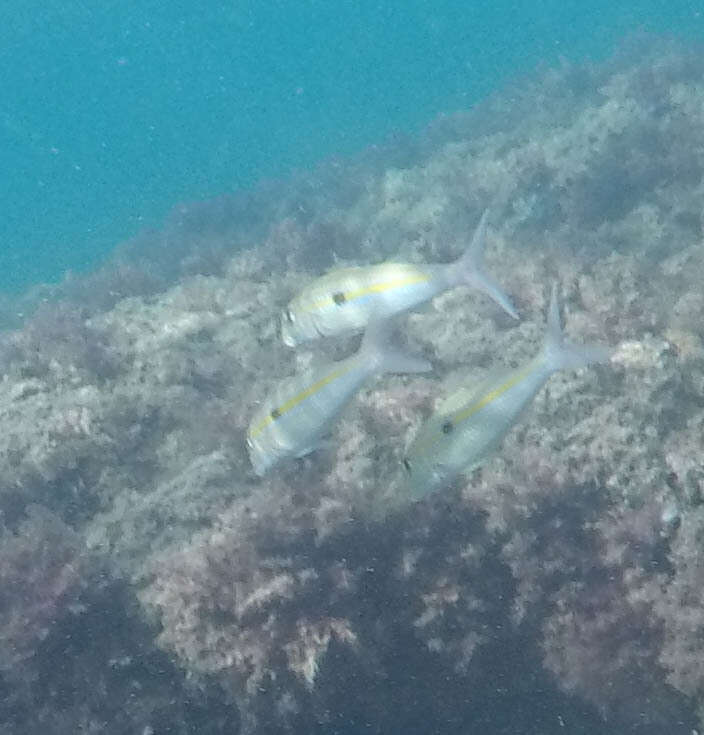 Image of Yellowstripe goatfish