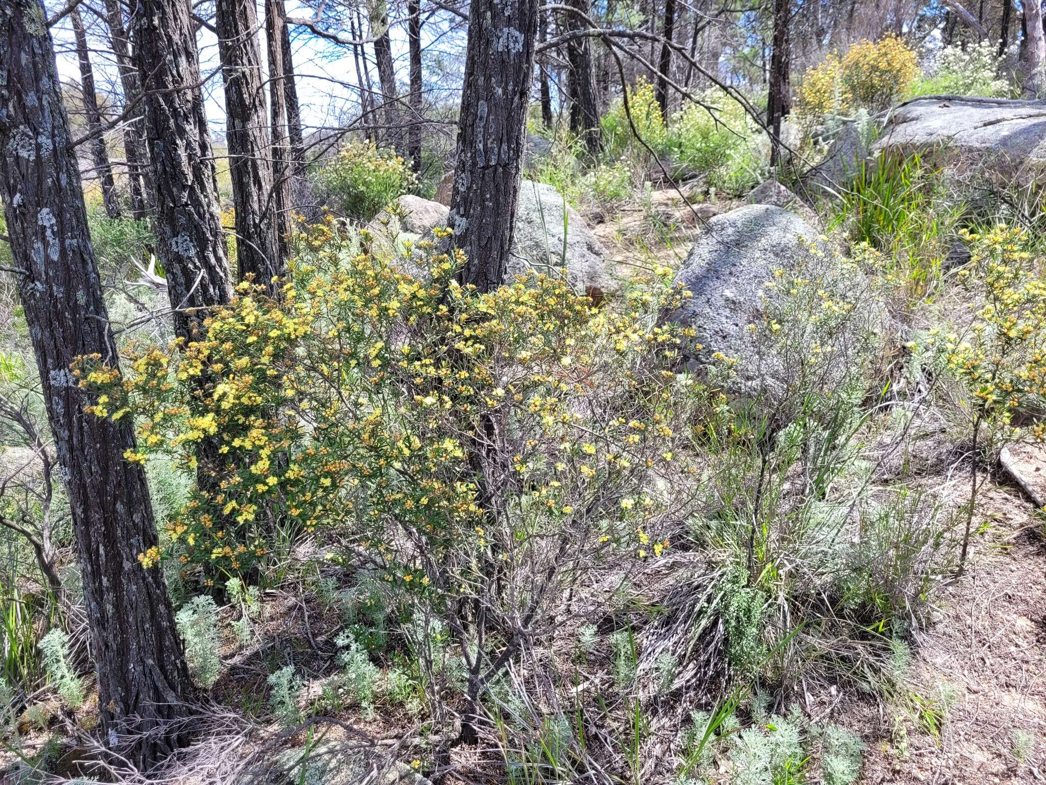 Image de Phebalium graniticola I. Telford & J. J. Bruhl