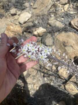 Image of Drimia hesperia (Webb & Berthel.) J. C. Manning & Goldblatt